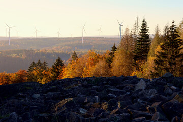In der Abendsonne scheinende Bäume im Herbst am keltischen Ringwall Hunnenring im Nationalpark...