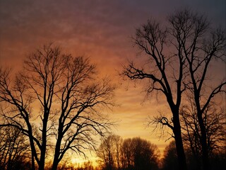 Obraz premium Mystical sunset with bare trees and hazy sky.