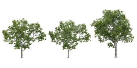 Obraz premium set of Ulmus trees on transparent background