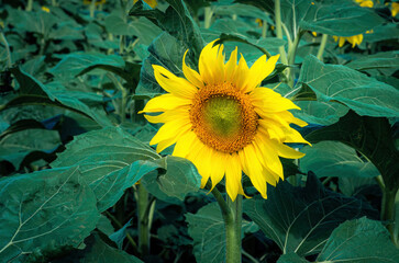 blooming sunflower, against the background of green leaves