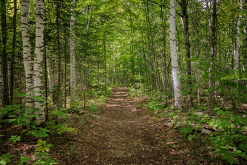 Obraz premium Rockport Forests (2024)