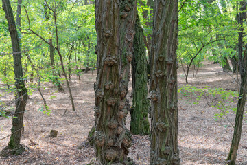 Suvel is spherical growth on tree in forest. Trunk with burls is disease and deformed plant. Slub...