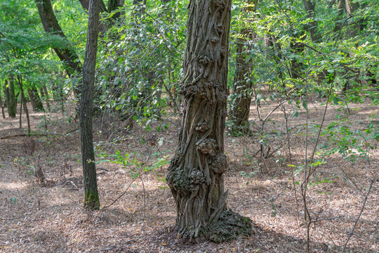 Suvel is spherical growth on tree in forest. Trunk with burls is disease and deformed plant. Slub or lump of burl root. Mutation possibly caused by bacteria or fungi. Bulbous bulging wood burl.