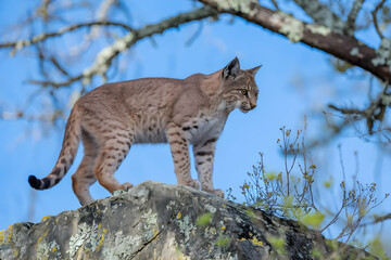 Bobcat atop rugged rock, spotted fur contrasts clear blue sky and mossy stone