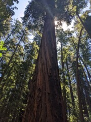 Redwood