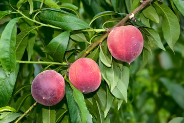 photos of natural fruits. Fresh and ripe peaches on the tree.