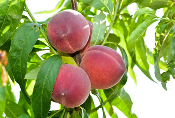photos of natural fruits. Fresh and ripe peaches on the tree.