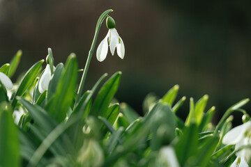 snowdrop flower (Galanthus) with white petals and green leaves, bathed in soft sunlight, surrounded by vibrant foliage in a natural spring setting