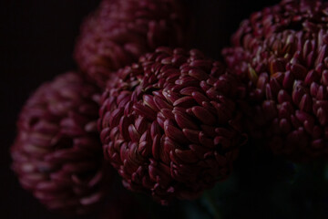 Dark Burgundy Chrysanthemum Dahlias Flowers