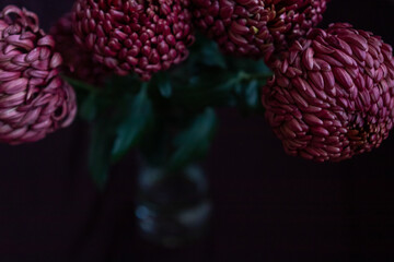 Dark Burgundy Chrysanthemum Dahlias Flowers