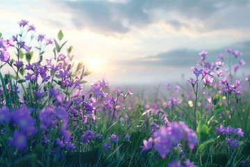 Naklejka premium Purple colored wildflowers blooming in summer meadow