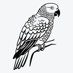 Fototapeta premium African Grey Parrot line art White background illustration Generative Ai