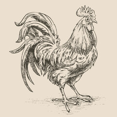 Rooster, illustration in the style of a medieval engraving © Sweet Home Studio