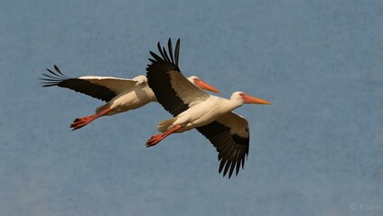 Obraz premium Pair of white storks in flight.