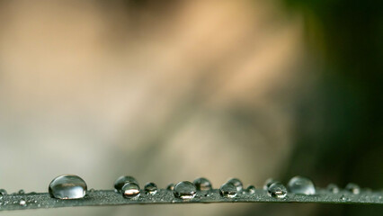 close-up of rain drops on a blade of grass