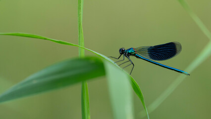 blue dragonfly perched on a blade of grass