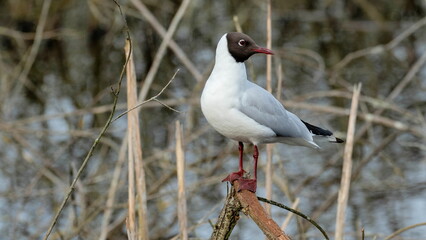 black headed gull perched on a branch