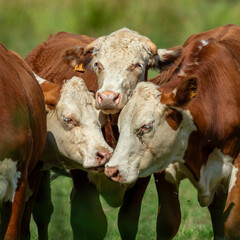 three cows cuddling together on a meadow