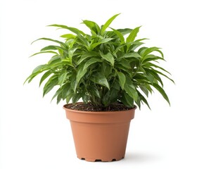 Fototapeta premium A plant isolated on white background