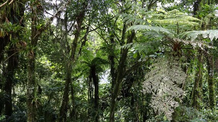 Obraz premium Floresta Atlântica, estado do Paraná, sul do Brasil.