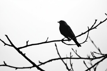 Fototapeta premium Dark Bird Silhouetted On Bare Branch Against White Sky