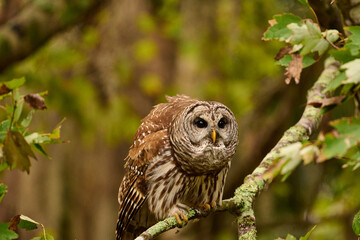Barred owl sitting on a perch 
