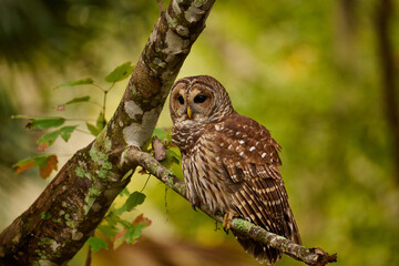 Obraz premium Barred owl sitting on a perch 
