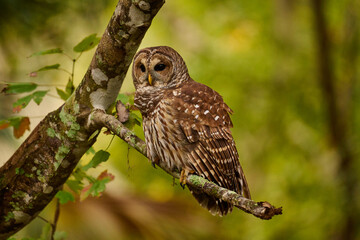 Obraz premium Barred owl sitting on a perch 