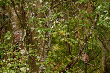 Barred owl sitting on a perch 