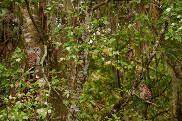 Fototapeta premium Barred owl sitting on a perch 
