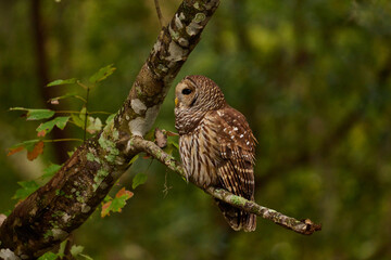 Barred owl sitting on a perch 