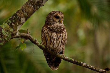 Obraz premium Barred owl sitting on a perch 