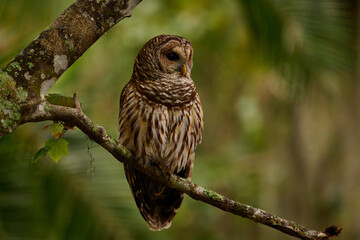 Barred owl sitting on a perch 