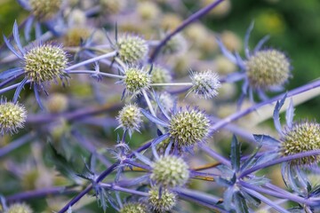 Prickly vivid Eryngium planum. Blue eryngo in the family Apiaceae. Wild violet herbal plant. Seed heads flat sea holly. Seasonal wallpaper for design
