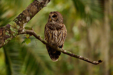 Barred owl sitting on a perch 