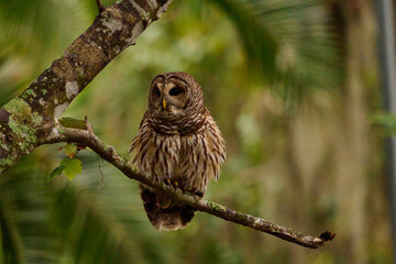 Barred owl sitting on a perch 