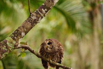 Obraz premium Barred owl sitting on a perch 