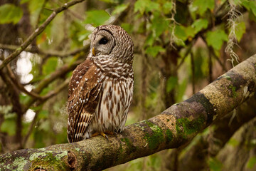 Fototapeta premium Barred owl sitting on a perch 