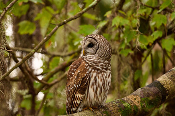 Barred owl sitting on a perch 