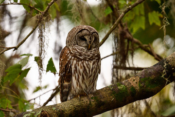 Fototapeta premium Barred owl sitting on a perch 