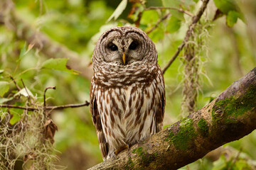 Barred owl sitting on a perch 