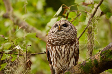 A barred owl sitting on a branch 