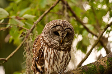A barred owl sitting on a branch 