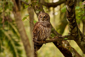 Obraz premium a barred owl sitting on a branch 