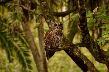 a barred owl sitting on a branch 