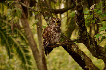 a barred owl sitting on a branch 