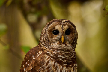 a barred owl sitting on a branch 