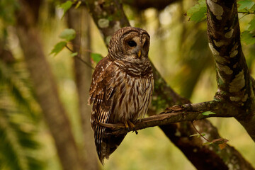 Fototapeta premium a barred owl sitting on a branch 
