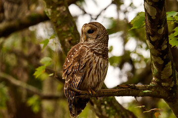 a barred owl sitting on a branch 