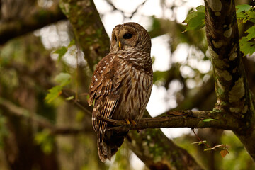 Obraz premium a barred owl sitting on a branch 